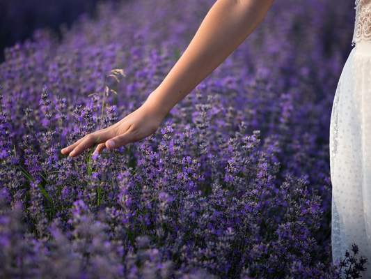 Magična lavanda: Mirisna čarolija za vašu svakodnevicu