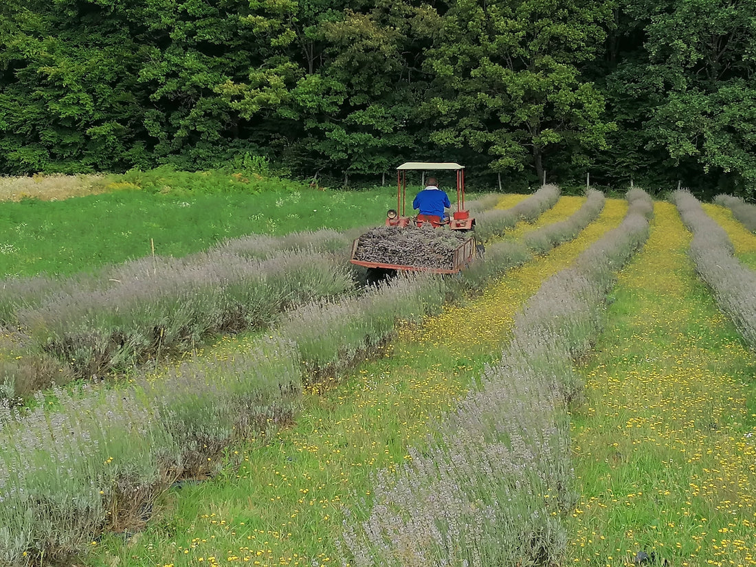 Kako koristiti eterično ulje lavande za bolji san - vodič iz 2o godina iskustva